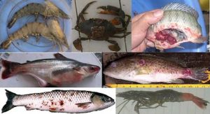 Bệnh học thủy sản