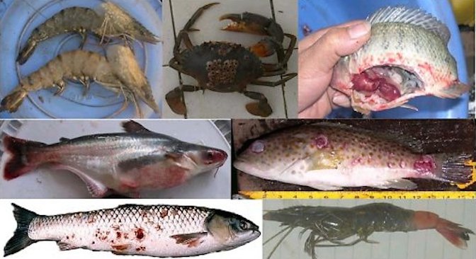 Bệnh học thủy sản