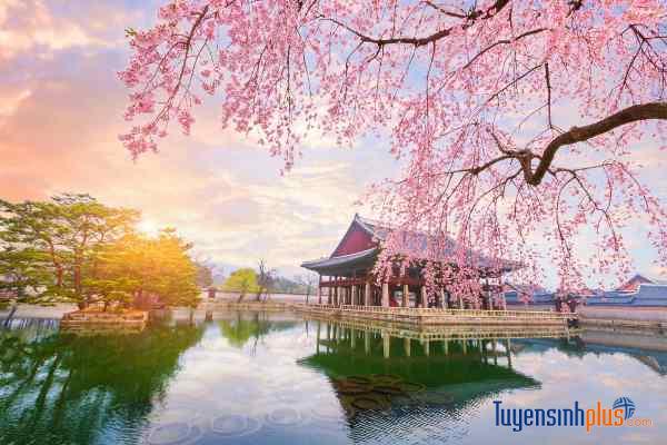 Du học Hàn Quốc 2024: Chi phí, Điều kiện, Học bổng mới nhất Du học Hàn Quốc 2024: Chi phí, Điều kiện, Học bổng mới nhất